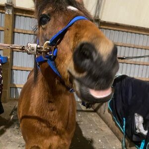 Meet your Posher, Everlea